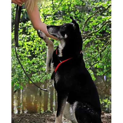 lionto collier pour chien en nylon robuste avec stoppeur de traction lionto collier pour chien en nylon robuste avec stoppeur de traction