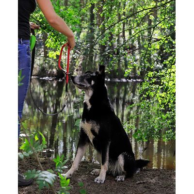 lionto Hundehalsband aus robustem Nylon mit Zugstopp