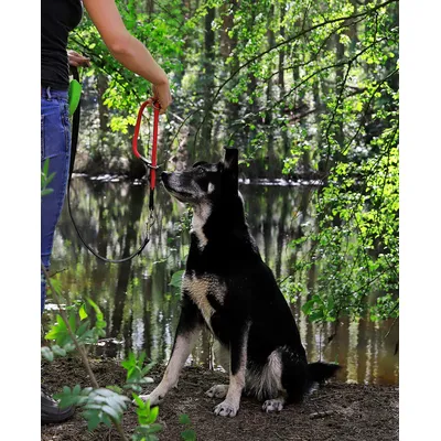 lionto collier pour chien en nylon robuste avec stoppeur de traction lionto collier pour chien en nylon robuste avec stoppeur de traction