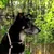 lionto collier pour chien en nylon robuste avec stoppeur de traction lionto collier pour chien en nylon robuste avec stoppeur de traction
