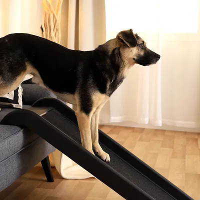 lionto Hunderampe aus Kunststoff, belastbar bis 90 kg