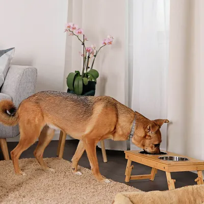 lionto gamelle chien réglable en hauteur en bambou avec 2 bols inox