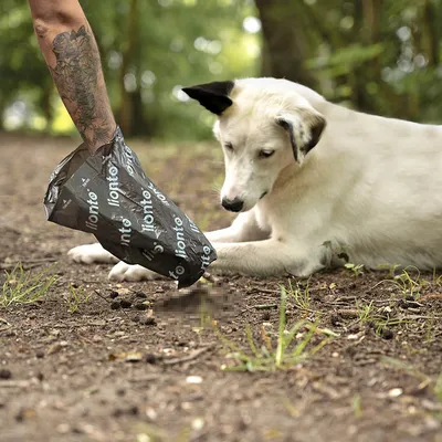 lionto sacs à déjections pour chien résistants, étanches et pratiques