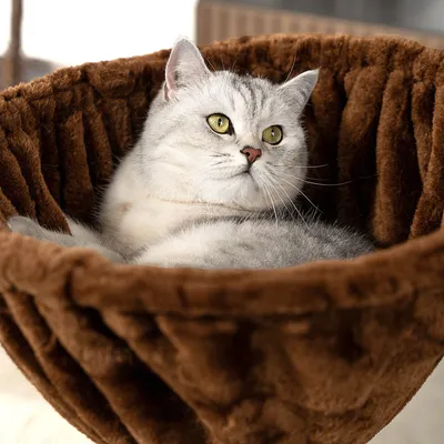 lionto hamac en peluche douce pour arbre à chat avec cadre métallique