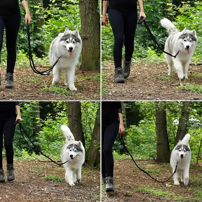 lionto laisse de chien réglable avec bandes réfléchissantes, nylon lionto laisse de chien réglable avec bandes réfléchissantes, nylon