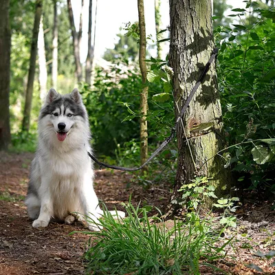 lionto laisse de chien réglable avec bandes réfléchissantes, nylon lionto laisse de chien réglable avec bandes réfléchissantes, nylon