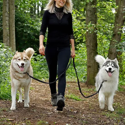 lionto laisse de chien réglable avec bandes réfléchissantes, nylon lionto laisse de chien réglable avec bandes réfléchissantes, nylon