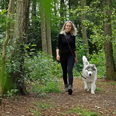 lionto laisse de chien réglable avec bandes réfléchissantes, nylon lionto laisse de chien réglable avec bandes réfléchissantes, nylon