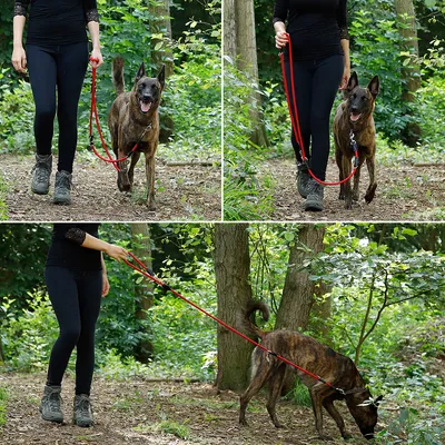 lionto laisse multifonction réglable pour chiens, nylon robuste & inox