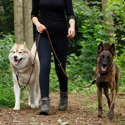 lionto laisse multifonction réglable pour chiens, nylon robuste & inox