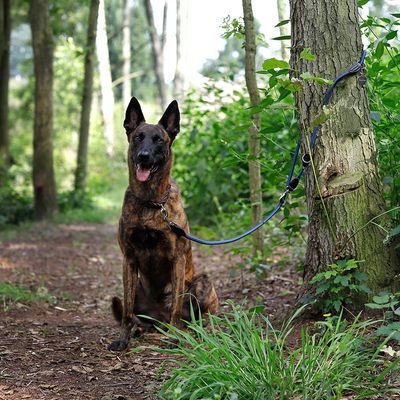 lionto laisse multifonction réglable pour chiens, nylon robuste & inox