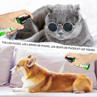 FurryFusion Spray antiparasitaire pour animaux de compagnie
