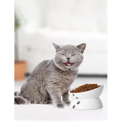 UAMLY Gamelle en céramique  inclinée pour Chat