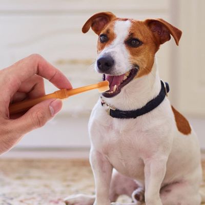UAMLY Cepillo de dientes de limpieza para gatos y perros