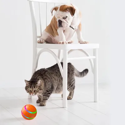 UAMLY Jouet pour chien à balle rebondissante automatique