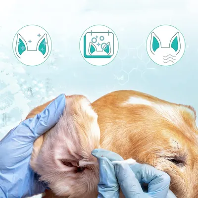 FurryFusion Nettoyant Oreille Chien 50ml