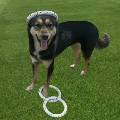 FurryFusion Anneau d'entraînement pour chien en ETPU résistant