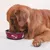 FurryFusion Bol rond en acier inoxydable pour chien
