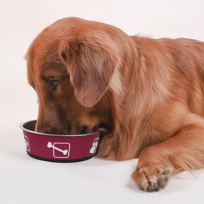 FurryFusion Bol rond en acier inoxydable pour chien