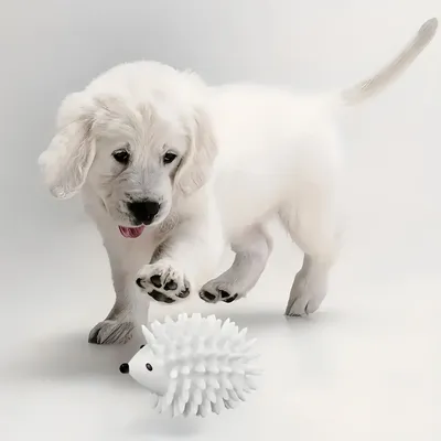 FurryFusion Jouet en caoutchouc hérisson pour chien