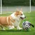 FurryFusion Ballon de football en PVC pour chien