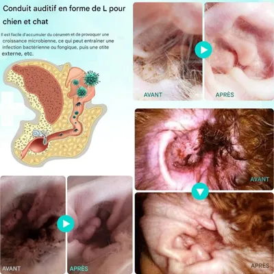 FurryFusion Gouttes contre les acariens des oreilles pour chats et chiens