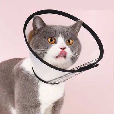 UAMLY Collerette en Plastique Protecteur de Cou Réglable pour Chien