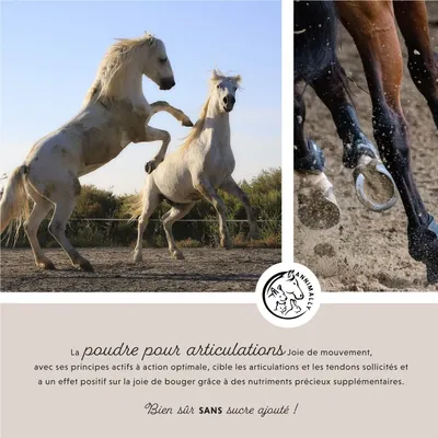 Annimally Le plaisir de bouger