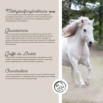 Annimally Le plaisir de bouger