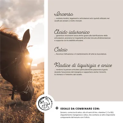 Annimally Le plaisir de bouger