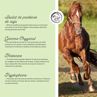 Annimally Poudre Puissance Musculaire