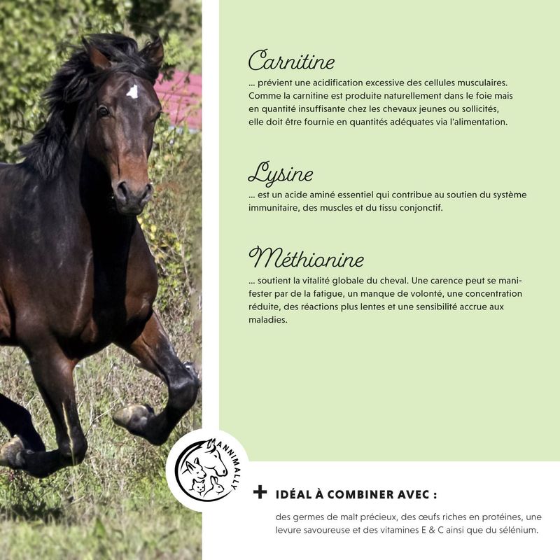 Annimally Poudre Puissance Musculaire