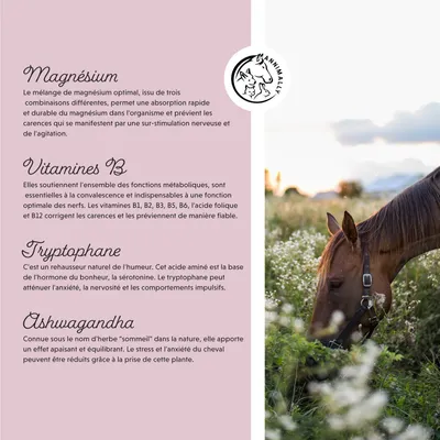 Annimally Force Tranquille