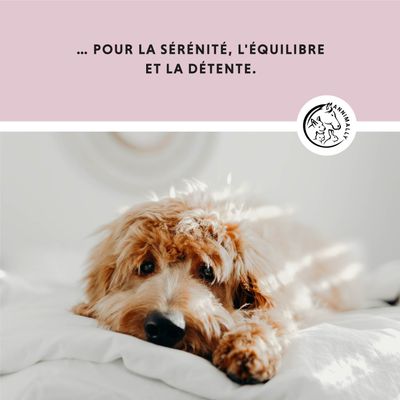 Annimally Comprimès Relaxant