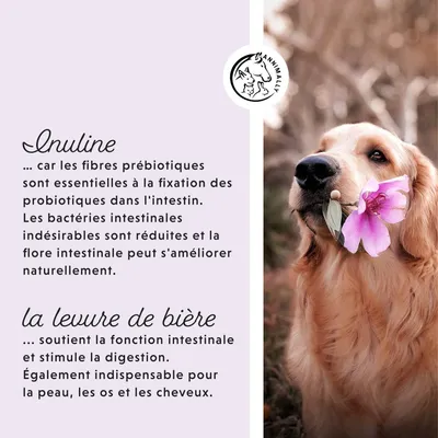 Annimally Comprimés Colon Vital