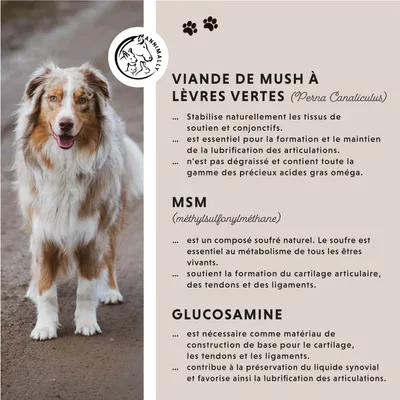 Annimally Articulation Comprimés