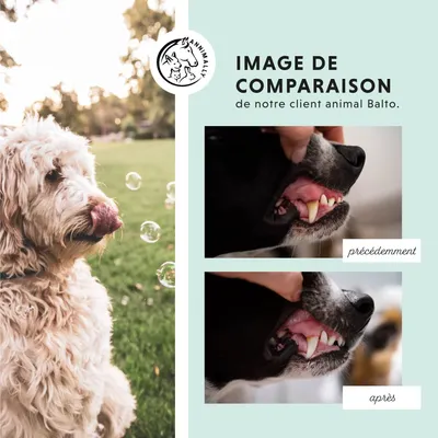 Annimally Oral Vital