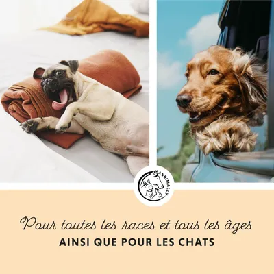 Annimally Huile de Saumon