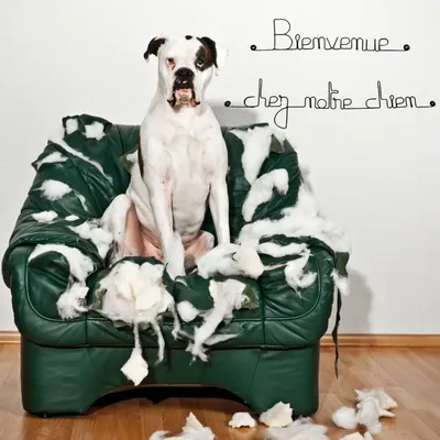 Bijoux de mur - Message fil de fer - Bienvenue chez notre chien Bijoux de mur - Message fil de fer - Bienvenue chez notre chien