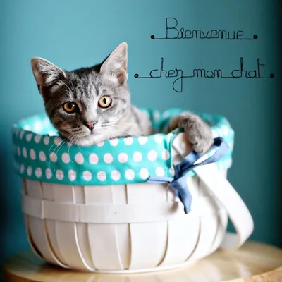 Bijoux de mur - Message fil de fer -  Bienvenue chez mon chat