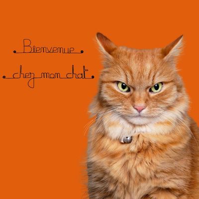 Bijoux de mur - Message fil de fer -  Bienvenue chez mon chat