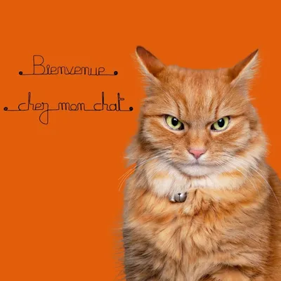 Bijoux de mur - Message fil de fer - Bienvenue chez mon chat Bijoux de mur - Message fil de fer - Bienvenue chez mon chat