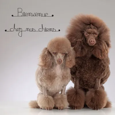 Bijoux de mur - Message fil de fer -  Bienvenue chez nos chiens