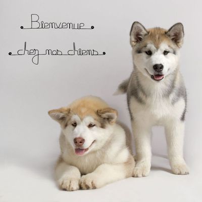 Bijoux de mur - Message fil de fer -  Bienvenue chez nos chiens