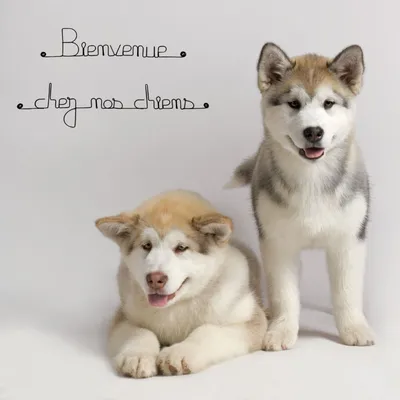 Bijoux de mur - Message fil de fer -  Bienvenue chez nos chiens