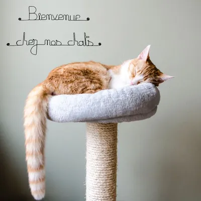 Bijoux de mur - Message fil de fer -  Bienvenue chez nos chats