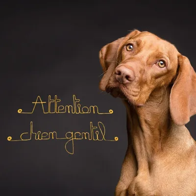 Bijoux de mur - Message fil de fer -  Attention chien gentil