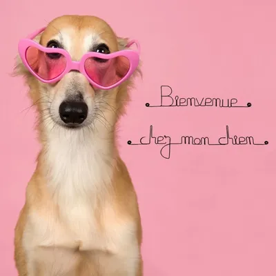 Bijoux de mur - Message fil de fer -  Bienvenue chez mon chien