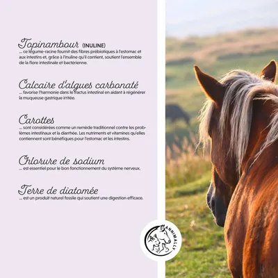 Annimally Poudre Vitale Du Côlon