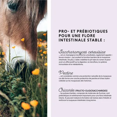 Annimally Poudre Vitale Du Côlon